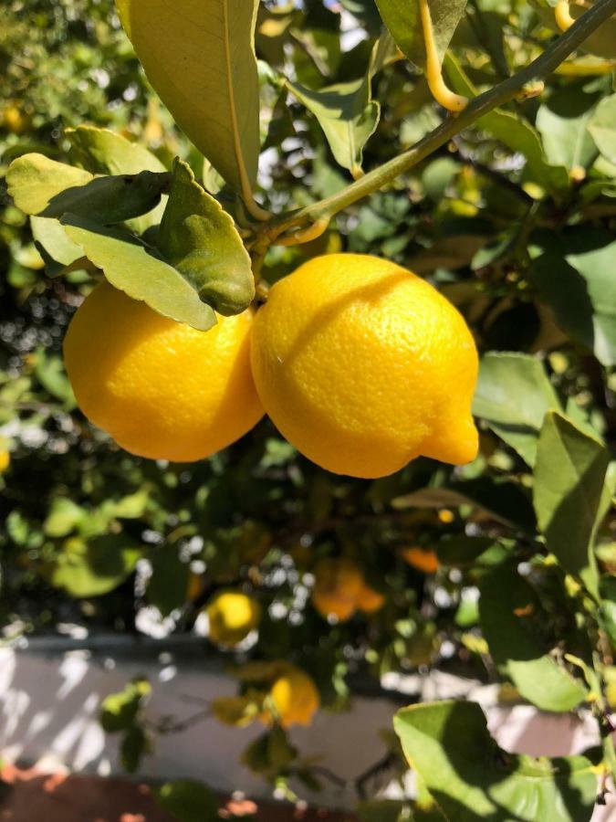 Limonero Bnb Gualchos Екстер'єр фото